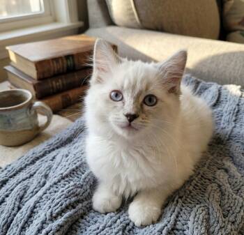Pearl -  Siamese Cat for Adoption in Johnson City, Tennessee - Pearl | PetCurious