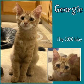 Georgie -  Domestic Long Hair Cat for Adoption in Vacaville, California - Georgie | PetCurious