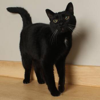 Bear C70156 -  Domestic Short Hair Cat for Adoption in Minnetonka, Minnesota - Bear C70156 | PetCurious
