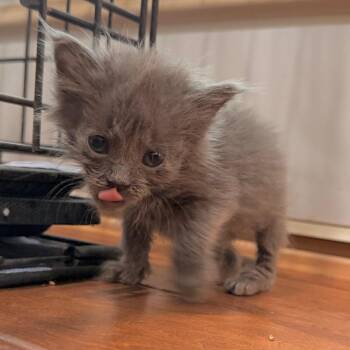 Sparrow -  Domestic Short Hair Cat for Adoption in Duncan, Oklahoma - Sparrow | PetCurious