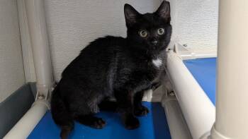 Rinley -  Domestic Short Hair Cat for Adoption in Evansville, Indiana - Rinley | PetCurious