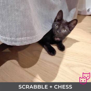 Scrabble (bonded with Chess) -  Domestic Short Hair Cat for Adoption in Toronto, Ontario - Scrabble (bonded With Chess) | PetCurious