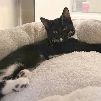 Allegedly -  Domestic Short Hair Cat for Adoption in York, Pennsylvania - Allegedly | PetCurious