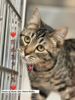Tabby Cats Available for Adoption - Harper | PetCurious
