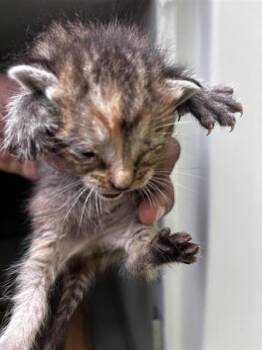 Domestic Short Hair Cats Available for Adoption in Houston, Texas - A654566 | PetCurious