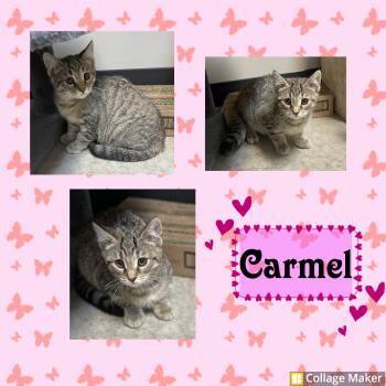 Carmel -  Domestic Short Hair Cat for Adoption in Clearfield, Pennsylvania - Carmel | PetCurious