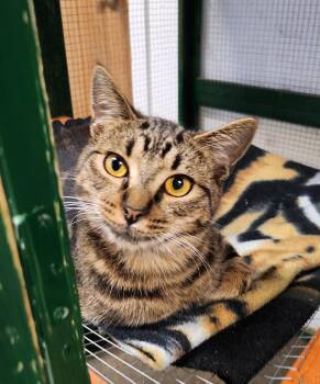 Rescue Domestic Short Hair Cats for Adoption in Tillamook, Oregon - Mika | PetCurious