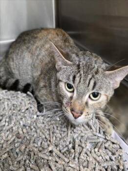 DULCE GATO -  Domestic Short Hair Cat for Adoption in Derwood, Maryland - DULCE GATO | PetCurious