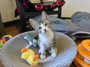 ROCKY -  Domestic Short Hair Cat for Adoption in Santa Clara, California - ROCKY | PetCurious