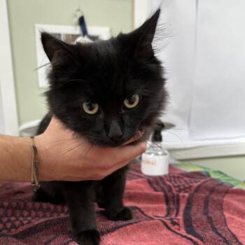 Rescue Domestic Medium Hair Cats for Adoption in Milan, Pennsylvania - Kris Kringle | PetCurious