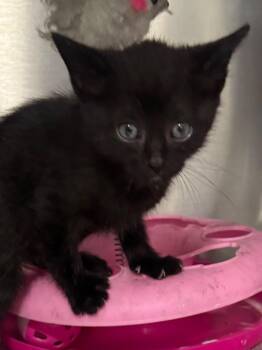 Domestic Short Hair Cats Available for Adoption in Brookhaven, Mississippi - Stormy 26 | PetCurious