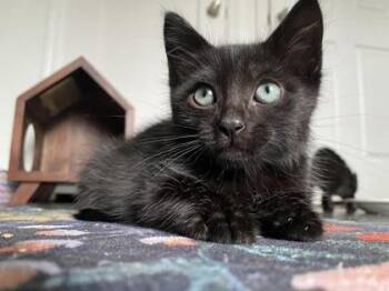 Domestic Short Hair Cats Available for Adoption in Sacramento, California - Phil *Available 5/12*  | PetCurious