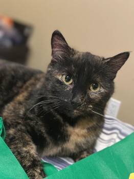 Rescue Tortoiseshell Cats for Adoption in Coalhurst, Alberta - Abigail | PetCurious