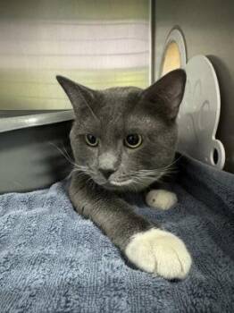 Domestic Short Hair Cats Available for Adoption in Worcester, Massachusetts - Bluey | PetCurious