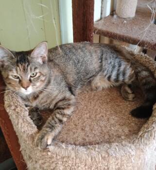 Rescue Domestic Short Hair Cats for Adoption in Hendersonville, Tennessee - Mira - Playful & Loving | PetCurious