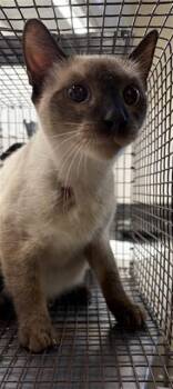 A660182 -  Siamese Cat for Adoption in Houston, Texas - A660182 | PetCurious