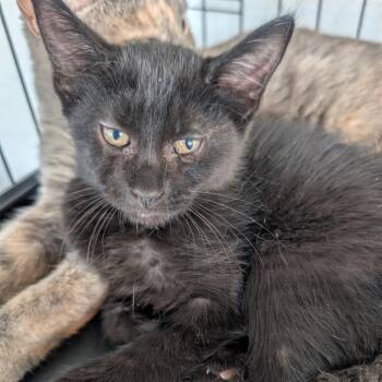 Comet -  Domestic Short Hair Cat Available for Adoption in West Plains, Missouri - Comet | PetCurious
