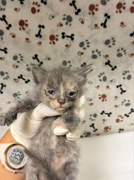 PAISLEY -  Domestic Short Hair Cat for Adoption in Riverside, California - PAISLEY | PetCurious
