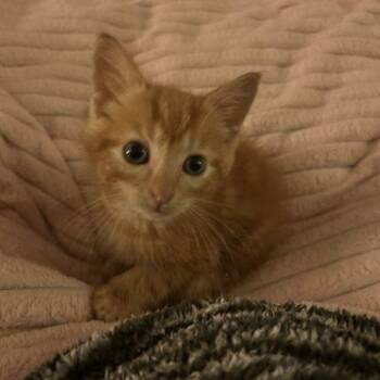 Pong -  Domestic Short Hair Cat for Adoption in Fishers, Indiana - Pong | PetCurious