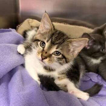 Domestic Short Hair Cats Available for Adoption - Seraphina | PetCurious