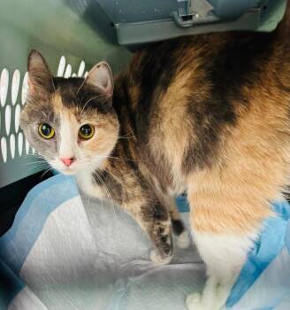 Domestic Short Hair Cats Available for Adoption in Cloquet, Minnesota - Mouse | PetCurious