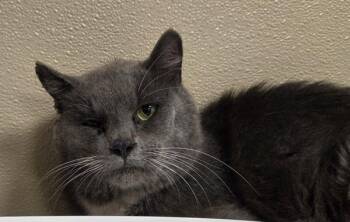 Laron - Barn Cat -  Domestic Medium Hair Cat for Adoption in Vancouver, Washington - Laron - Barn Cat | PetCurious