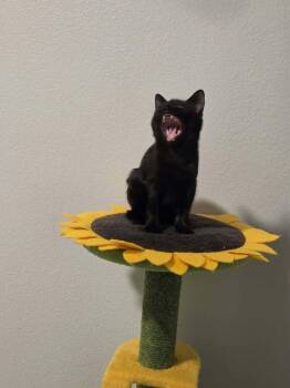 Hodgepodge -  Domestic Medium Hair Cat for Adoption in Sedalia, Colorado - Hodgepodge | PetCurious