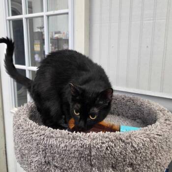 Domestic Short Hair Cats Available for Adoption in Gonzales, Louisiana - Mama Pepper | PetCurious