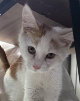 Katnip -  Domestic Short Hair Cat for Adoption in Jackson, Georgia - Katnip | PetCurious