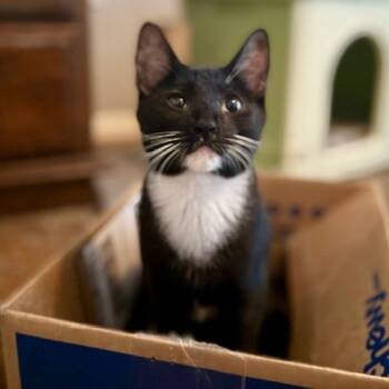 Rescue Domestic Short Hair Cats for Adoption in Las Vegas, Nevada - Jagger | PetCurious