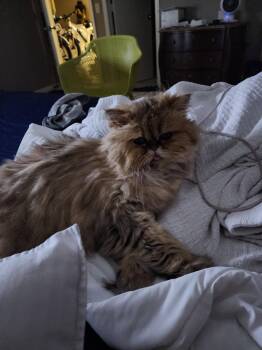 Sugar Bear & Ms America -  Persian Cat for Adoption in Tampa, Florida - Sugar Bear & Ms America | PetCurious