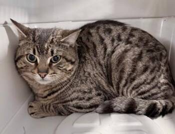 Boomerang -  Domestic Short Hair Cat Available for Adoption in Gwinn, Michigan - Boomerang | PetCurious