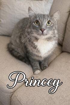 Maine Coon Cats Available for Adoption - Princey | PetCurious
