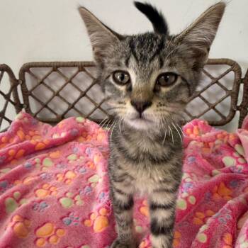 Jelly -  Domestic Short Hair Cat for Adoption in Houston, Texas - Jelly | PetCurious