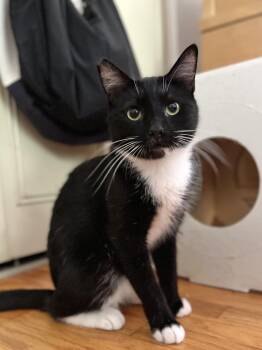 Mr. Kitty -  Tuxedo Cat for Adoption in Burnaby, British Columbia - Mr. Kitty | PetCurious