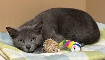 Domestic Long Hair Cats Available for Adoption in Ocala, Florida - Chi Chi | PetCurious
