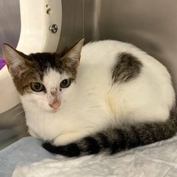 Dorothy -  Domestic Short Hair Cat for Adoption in West Palm Beach, Florida - Dorothy | PetCurious