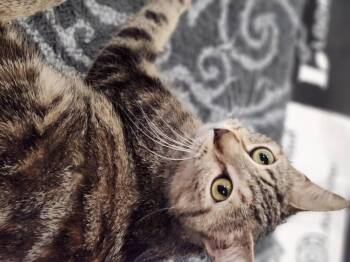 Luna -  Domestic Short Hair Cat for Adoption in Hamilton, Ontario - Luna | PetCurious