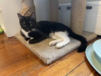 Tuxedo Cats Available for Adoption in Philadelphia, Pennsylvania - Joyce | PetCurious