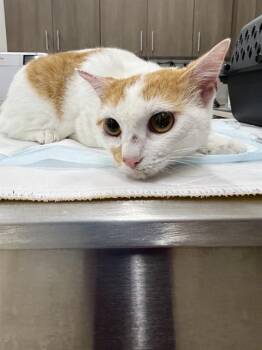 AMBER -  Domestic Short Hair Cat for Adoption in Baytown, Texas - AMBER | PetCurious