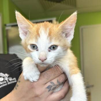 Domestic Short Hair Cats Available for Adoption in Emporia, Kansas - Sylvester | PetCurious