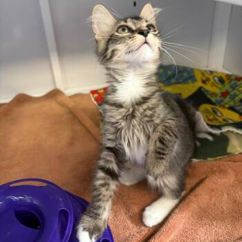Spood -  Domestic Medium Hair Cat for Adoption in Sarasota, Florida - Spood | PetCurious