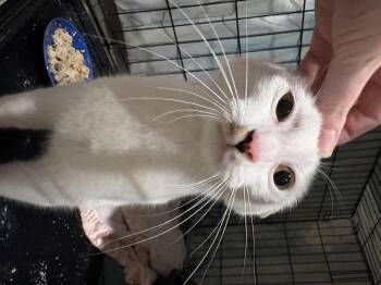 Domestic Short Hair and Turkish Van Cats Available for Adoption in Fresno, California - Narcissa | PetCurious