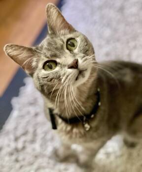 Maia -  Tabby Cat for Adoption in New York, New York - Maia | PetCurious