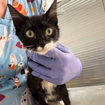 Coba -  Domestic Short Hair Cat for Adoption in Clanton, Alabama - Coba | PetCurious
