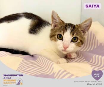 Saiya -  Domestic Short Hair Cat for Adoption in Eighty Four, Pennsylvania - Saiya | PetCurious