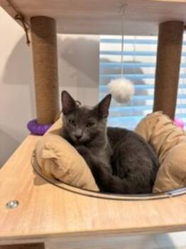 KITTEN IVAN -  Russian Blue Cat for Adoption in Franklin, Tennessee - KITTEN IVAN | PetCurious