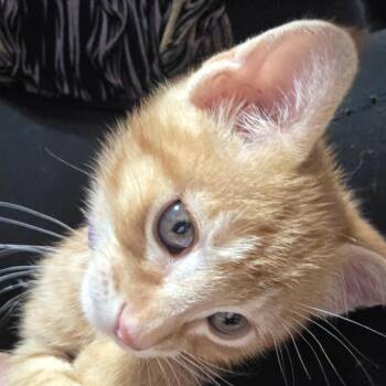 Conan C12120 -  Domestic Short Hair Cat for Adoption - Conan C12120 | PetCurious