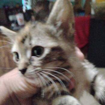Riley -  Domestic Short Hair Cat for Adoption in Fayetteville, Arkansas - Riley | PetCurious