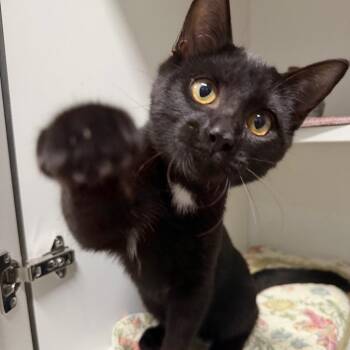 Troll -  Domestic Short Hair Cat for Adoption in Waynesville, North Carolina - Troll | PetCurious